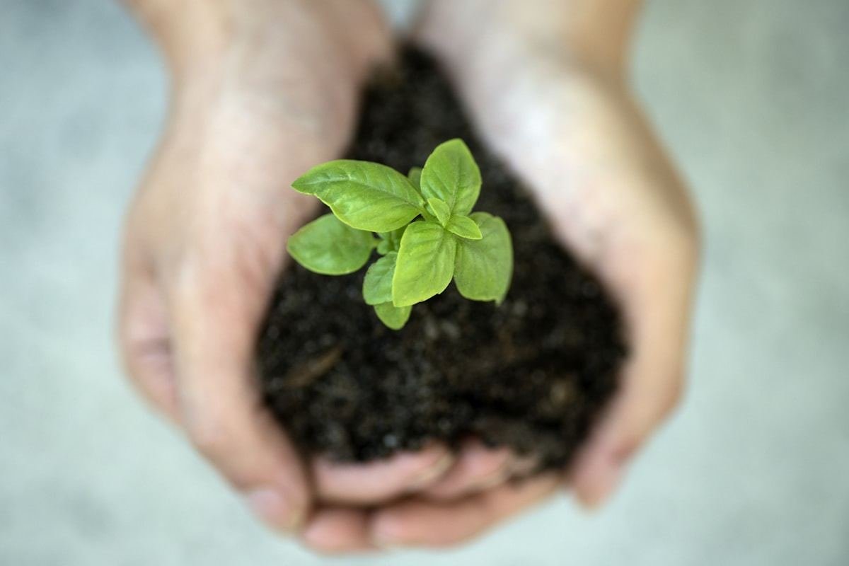 Manos sosteniendo un pequeño brote verde con tierra